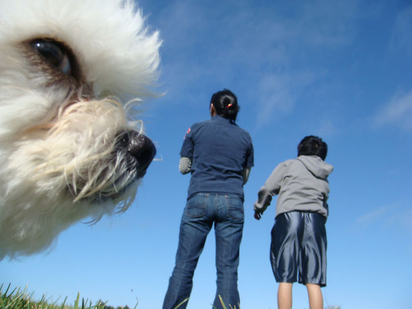 遠近感と錯覚の関係で超巨大に見える犬画像 (2)