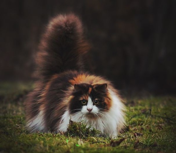 とても大きい猫の画像 23