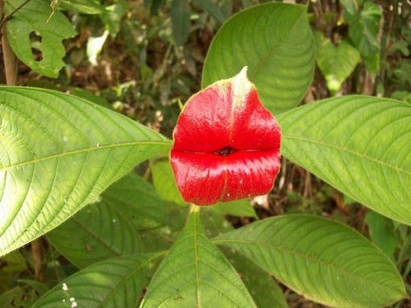 キスしたくなる セクシーすぎる唇を持つ花 サイコトリア エラータ キスしたくなる セクシーすぎる唇を持つ花 サイコトリア エラータ