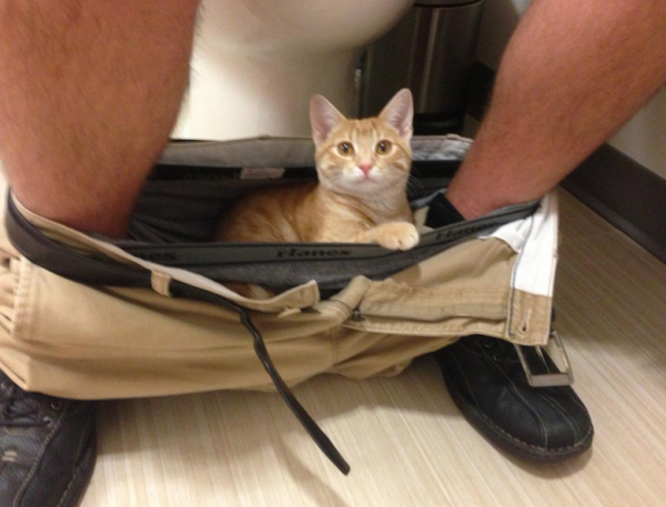 ボクに構いにゃさい。ツンデレ猫画像 (3)