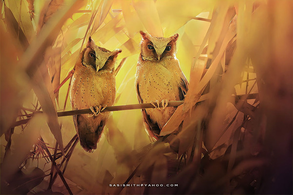 可愛いフクロウの画像 12