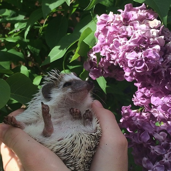 お花とハリネズミ