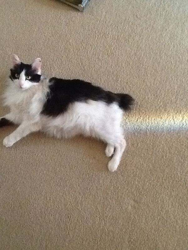 虹猫
