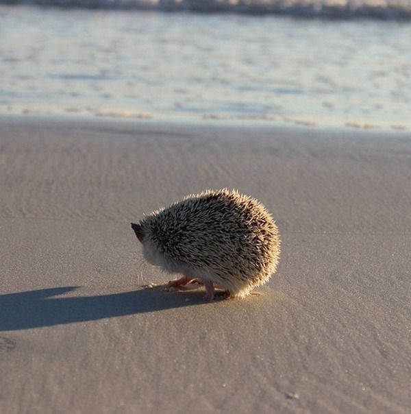 海岸で遊ぶハリネズミ