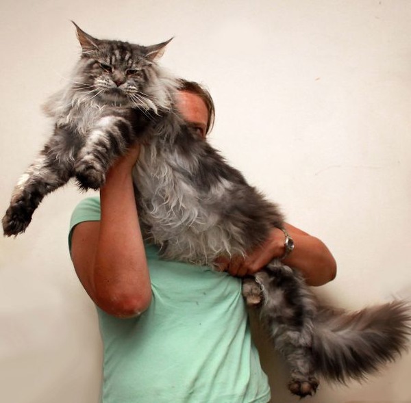 でかすぎる 大型のイエネコ長毛種メインクーン画像いっぱい 猫画像 でかすぎる 大型のイエネコ長毛種メインクーン画像いっぱい 猫画像