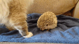 かわいいハリネズミのGIF画像15