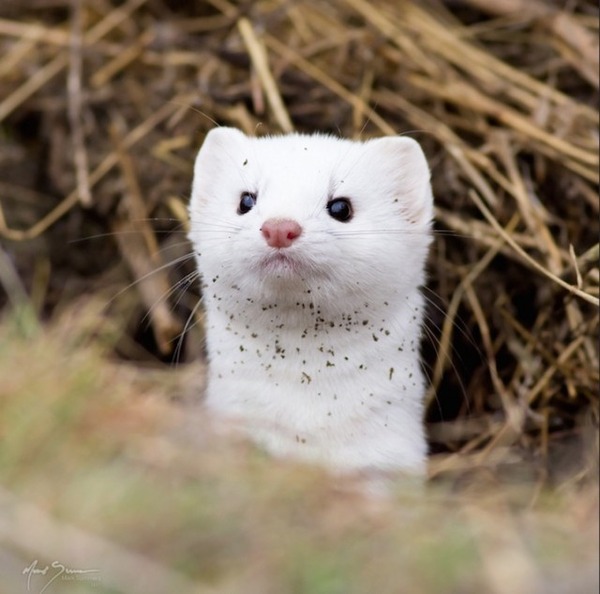 オコジョ 可愛すぎる純白のイタチ科の小動物