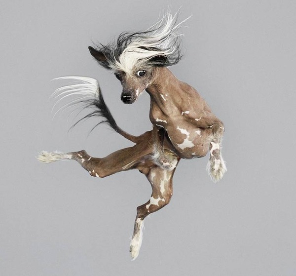 飛ぶ犬！空飛ぶわんこの絶妙な表情が逸品な写真 (10)