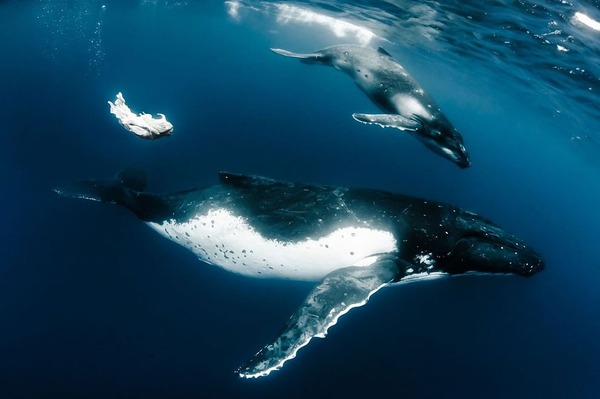 ザトウクジラとモデルのダイバーが一緒に海中を泳ぐ 10