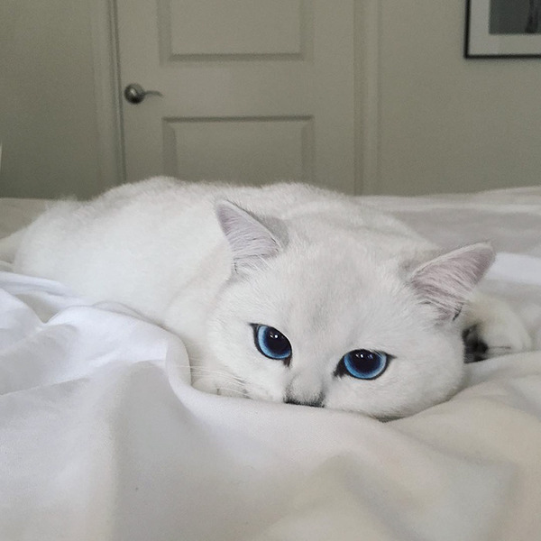 美しい 綺麗な青い瞳をした白猫が話題 猫画像 美しい 綺麗な青い瞳をした白猫が話題 猫画像