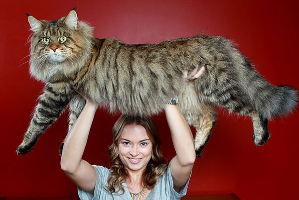 とても大きい猫の画像 8