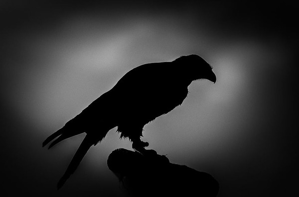 漆黒のシルエットとアウトラインが美しい野生動物のモノクロ写真 漆黒のシルエットとアウトラインが美しい野生動物のモノクロ写真