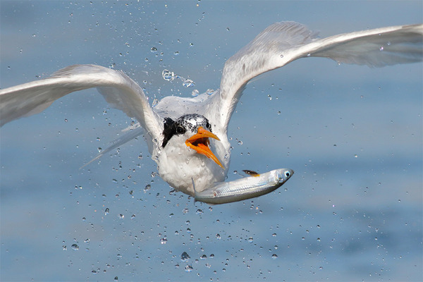 もう逃げられない…！鳥が魚をパックリ食べちゃう瞬間的画像 (5)