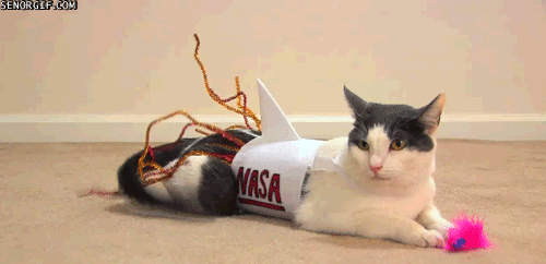 コスプレ犬猫たちの動くおもしろGIF画像 (6)