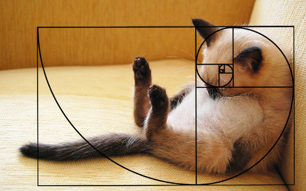 猫と黄金比の関係画像!猫の美しさの秘訣は黄金比にあり (4)