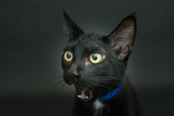 アメリカのアニマルシェルターで里親を待つ黒猫たちの写真 (3)