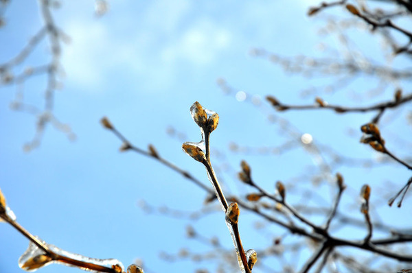 氷霧の後の花3