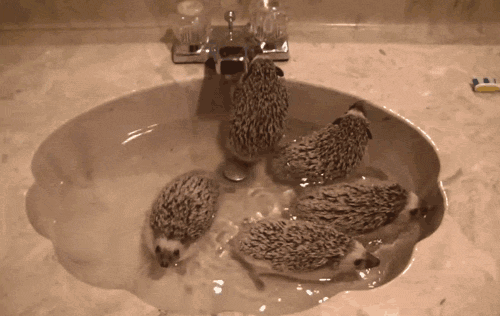 かわいいハリネズミのGIF画像5