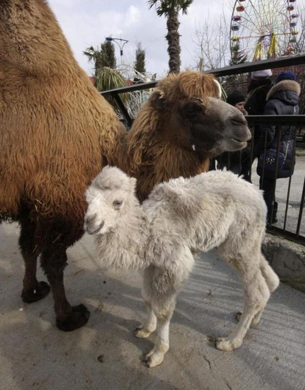 ラクダのアルビノ