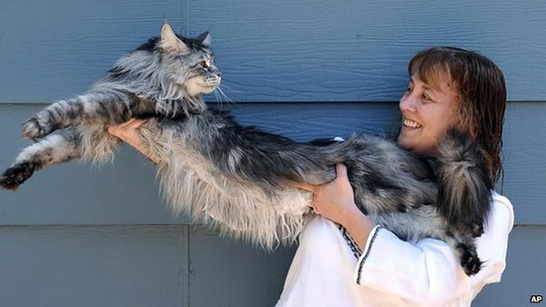 でかすぎる!大型のイエネコ長毛種メインクーン画像【猫】 (14)