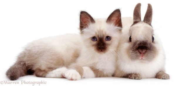 似てる！親が違うのにそっくりな動物画像30枚 (2)