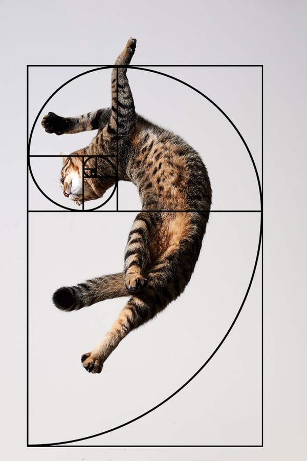 猫と黄金比の関係画像!猫の美しさの秘訣は黄金比にあり (20)