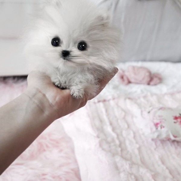 小さくて可愛いすぎる ベイビーキュートな動物の赤ちゃん画像特集