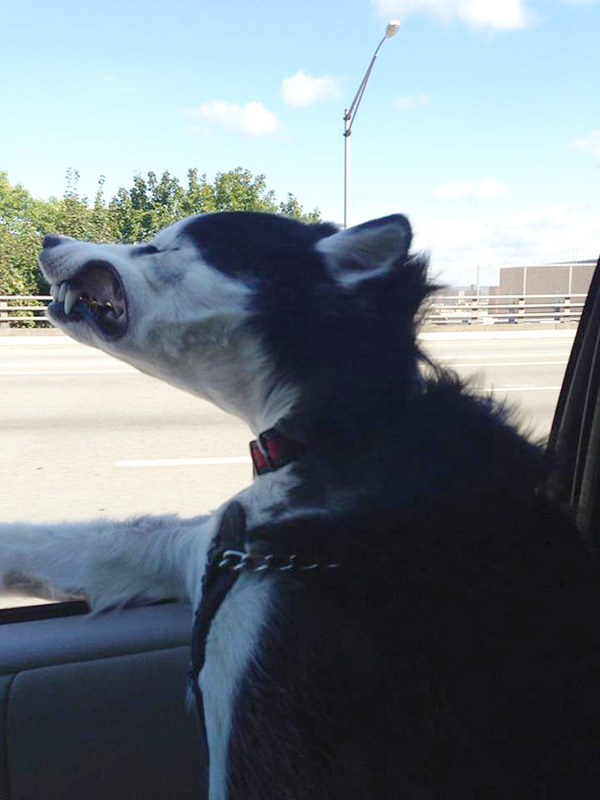 走行中の車から顔を出す犬のおもしろ顔画像 16