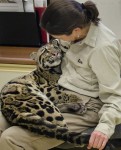 【オセロット】ネコ科、それは甘えん坊な生き物！