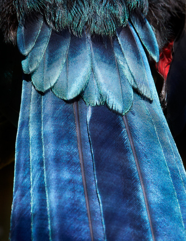 Plumage 鳥の美しい羽根 羽毛の鮮明な写真