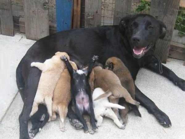 お母さん犬とその子犬達のソックリ集合写真！犬親子画像 (5)