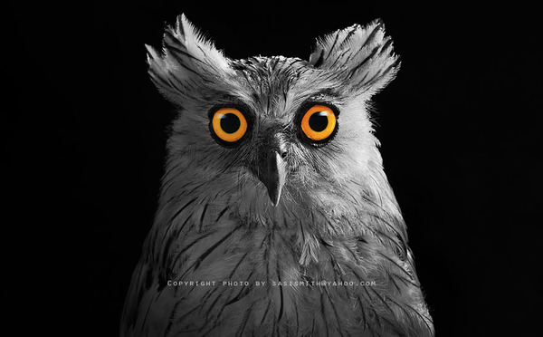可愛いフクロウの画像 10