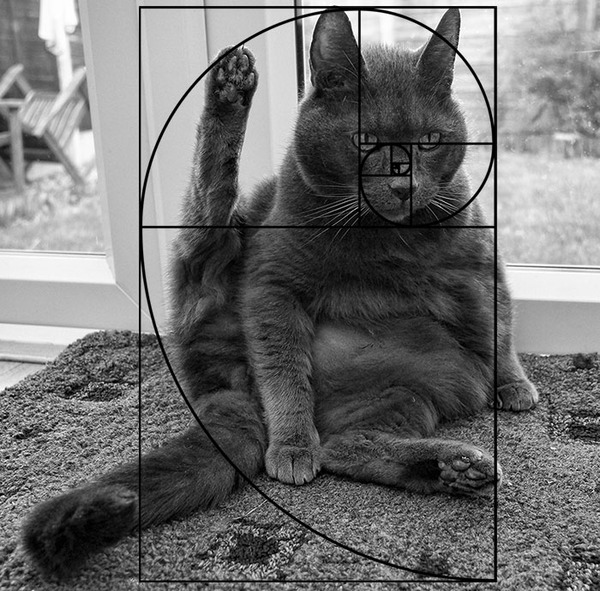 猫と黄金比の関係画像!猫の美しさの秘訣は黄金比にあり (21)