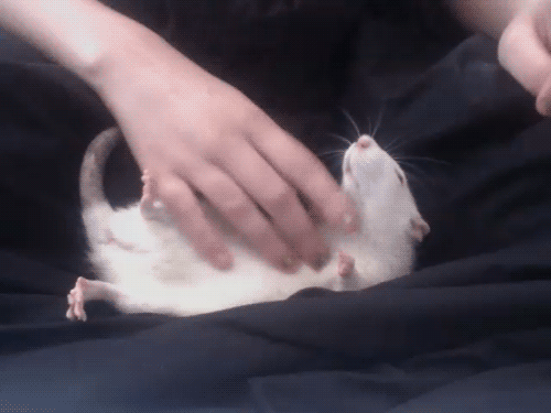 お腹を撫でられて気持ちいい動物画像 11