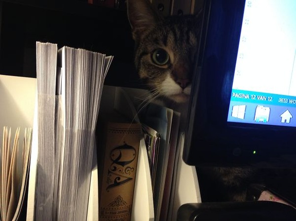 ボクに構いにゃさい。ツンデレ猫画像 (2)