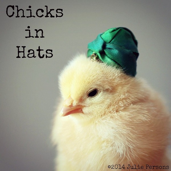 お洒落にきめるぜ 小さな帽子を被ったヒヨコのかわいい画像