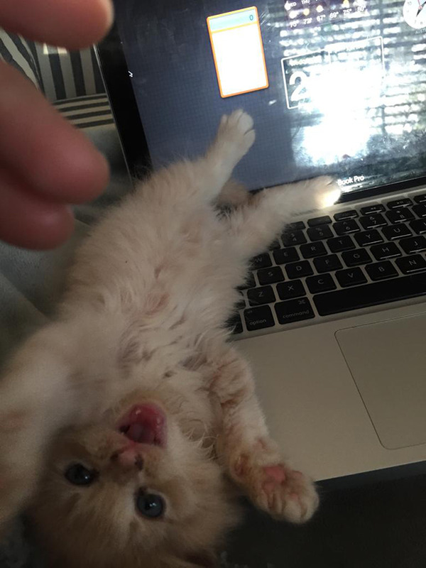 ボクに構いにゃさい。ツンデレ猫画像 (17)