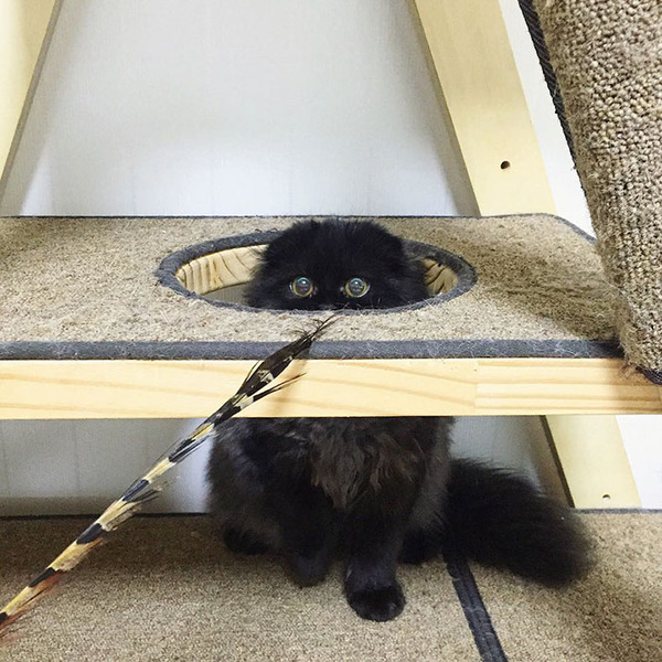 まっくろくろすけ みたいな黒猫画像 黒いモフモフ まっくろくろすけ みたいな黒猫画像 黒いモフモフ