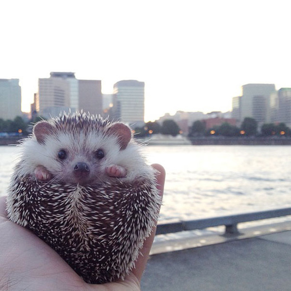 ハリネズミと街