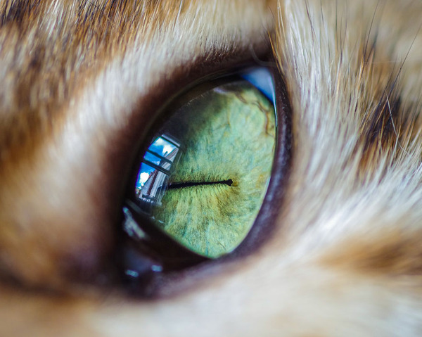 まさにキャッツアイ!綺麗な猫の瞳を撮影した画像16枚 (3)