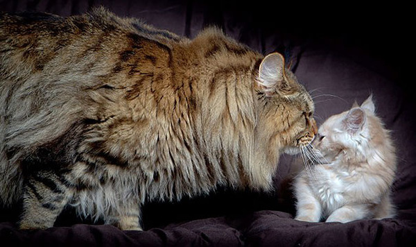 とても大きい猫の画像 26