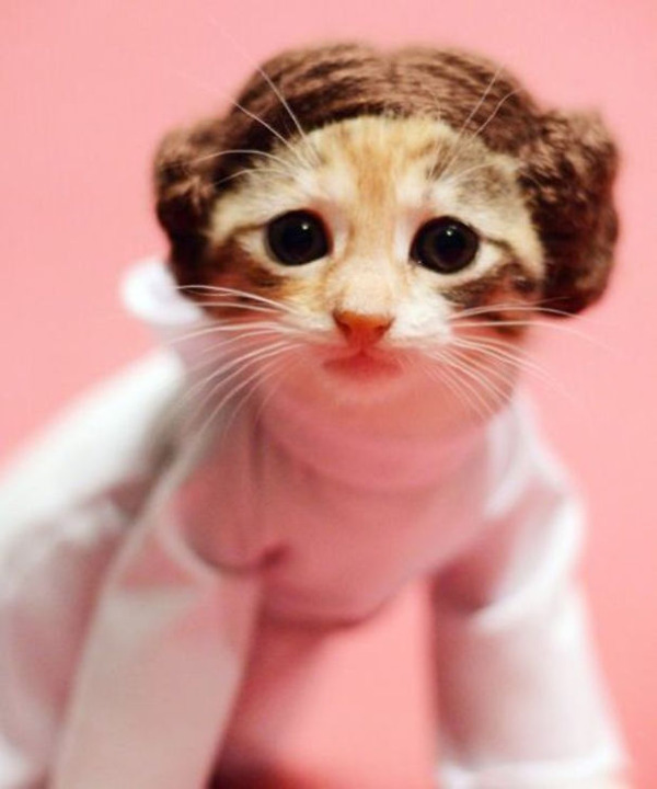 コスプレ猫 もうすぐハロウィンだし仮装した猫たちの画像23枚 コスプレ猫 もうすぐハロウィンだし仮装した猫たちの画像23枚