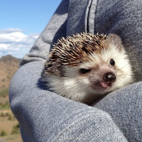 かわいいハリネズミ