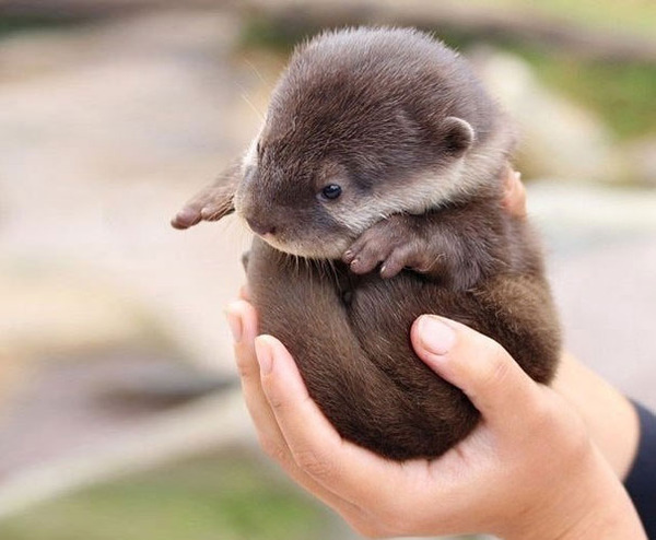 可愛いカワウソの動物の赤ちゃん