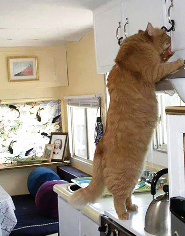 とても大きい猫の画像 15