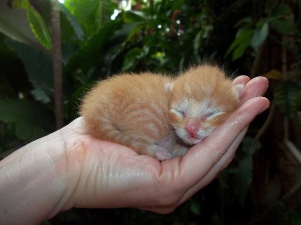 可愛いネコの動物の赤ちゃん