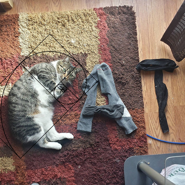 猫と黄金比の関係画像!猫の美しさの秘訣は黄金比にあり (14)