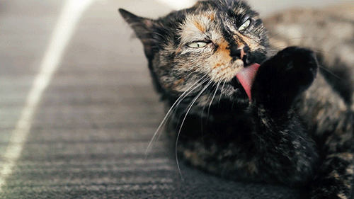 猫が隠している15の凄い能力 可愛いだけじゃない猫の秘密 猫が隠している15の凄い能力 可愛いだけじゃない猫の秘密