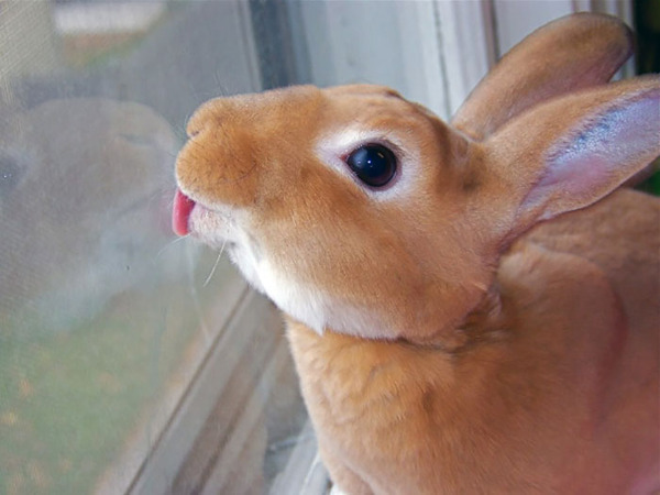 舌でガラスを舐める動物画像10