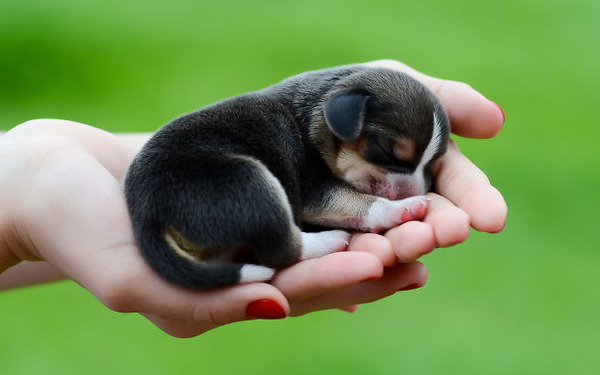 小さくて可愛いすぎる ベイビーキュートな動物の赤ちゃん画像特集